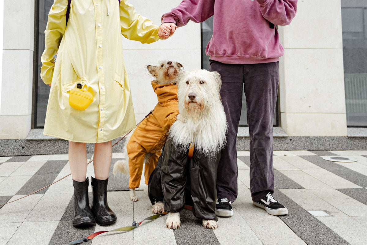 A couple enjoys a rainy day walk with their dogs dressed in raincoats.